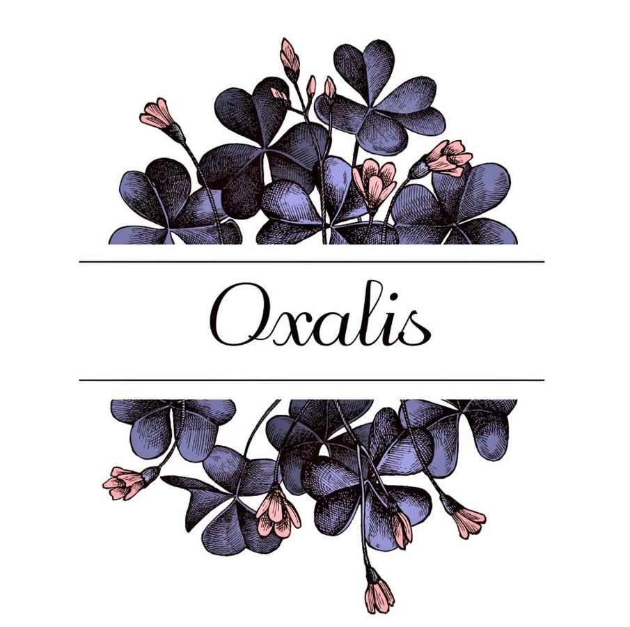 博洛尼亚Oxalis公寓 外观 照片